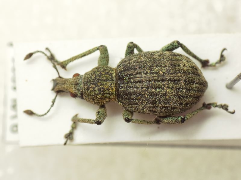 Catapionus viridimetallicus (Motschulsky, 1860)